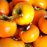 Persimmon Tree Live Plant, Persimmon Fruit Trees Live Plants, Well Rooted, 8-10 Inches Tall, Sweet Fruit Tree for Edible Garden, Backyard
