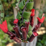 2 Curly Lipstick Plants Live Houseplants, Red Lipstick Vine Plant Live, 4 Inches Pot