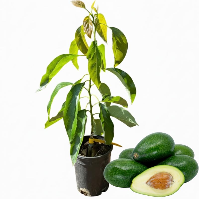 Avocado Tree Live Plant, Cold Hardy Avocado Plant Live 2-3 Feet Tall, Tropical Smooth Fruit Tree