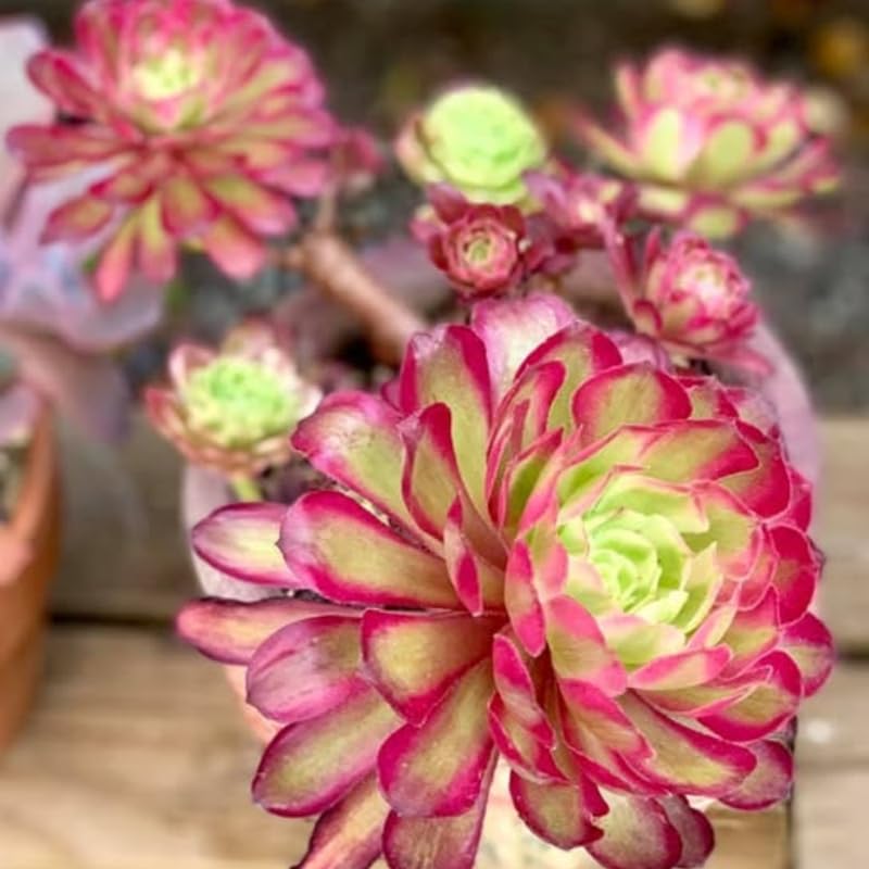 Rare Aeonium Plant Live Succulent in 4" Pot, Rosette Succulent Live Plant for Indoor Outdoor Growing