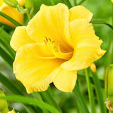Pack 10 Daylily Bulbs for Planting Spring, Fast Blooming Hardy Perennial Lily Bare Roots for Outdoor Growing (Yellow Day Lily)