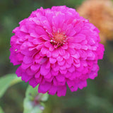 2 Pink Zinnia Plants Live, Zinnia Live Plants for Planting, Flower Plant, 4 Inches Pot