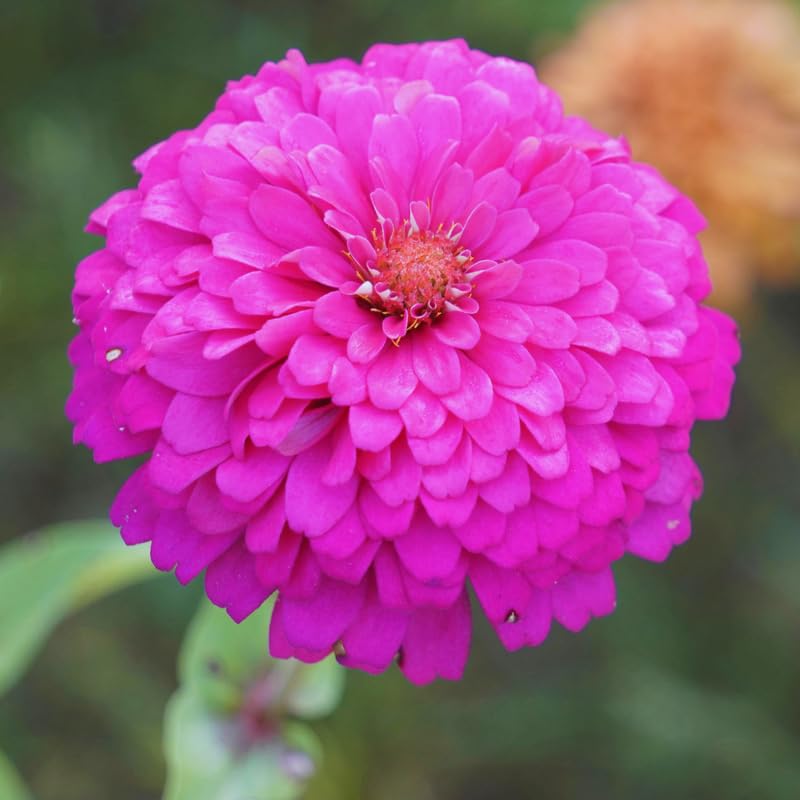 2 Pink Zinnia Plants Live, Zinnia Live Plants for Planting, Flower Plant, 4 Inches Pot
