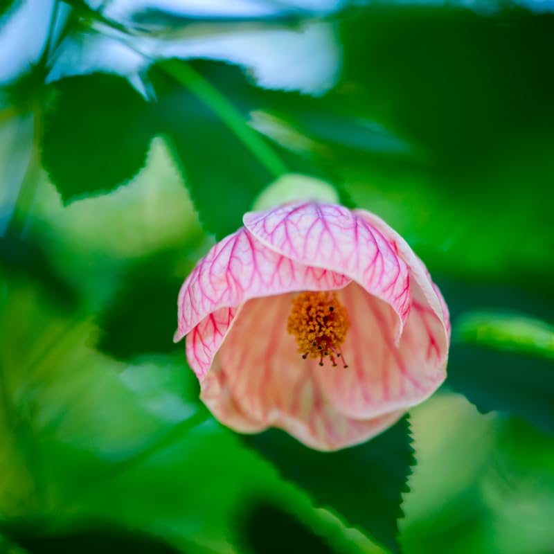 3 Abutilon Plants Live to Grow 5 to 9 Inch Tall, Lantern Abutilon Flowering Live Plants, Ornamental Abutilon Well Rooted Plug (Orange Abutilon Plants)