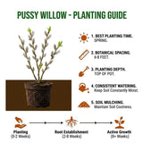 Set 4 Pussy Willow Tree Bare Roots, Flowering Willow Shrub for Landscape, Yard or Outdoor Growing, Bare Roots 6-12 Inch Tall