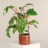 2 Rare Philodendron Live Plants Varieties Collection, Philodendrons Plants Size 5-9 Inc for Indoor Houseplant Décor, Ornamental Tropical Well-Rooted (Hairy Philodendron Plants)