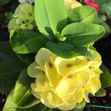 Yellow Crown of Thorns Plant Live, Euphorbia Milii Flowering Succulent Live Plant, 1 Feet Tall, Large Blooms