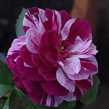 Climbing Bush Roses for Garden, Fragrant and Hardy Rose Plants for Outdoor Planting, No Pot, 5 to 9 Inc Tall Starter Plant Well-Rooted, Purple Red Stripes Blooms