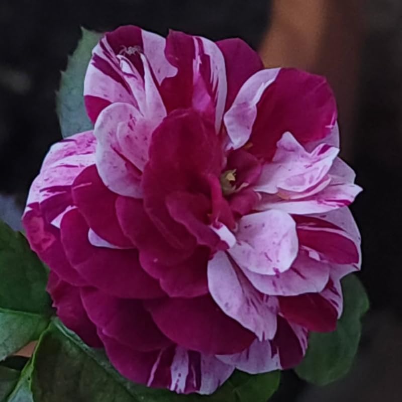 Climbing Bush Roses for Garden, Fragrant and Hardy Rose Plants for Outdoor Planting, No Pot, 5 to 9 Inc Tall Starter Plant Well-Rooted, Purple Red Stripes Blooms