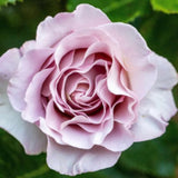 Light Purple Rose Bush Live Plant, Climbing Rose Plant Live Shrub - Bareroot with Soil 7-10 Inch Tall - Fragrant Rose Flowers Heirloom Rose Shrub