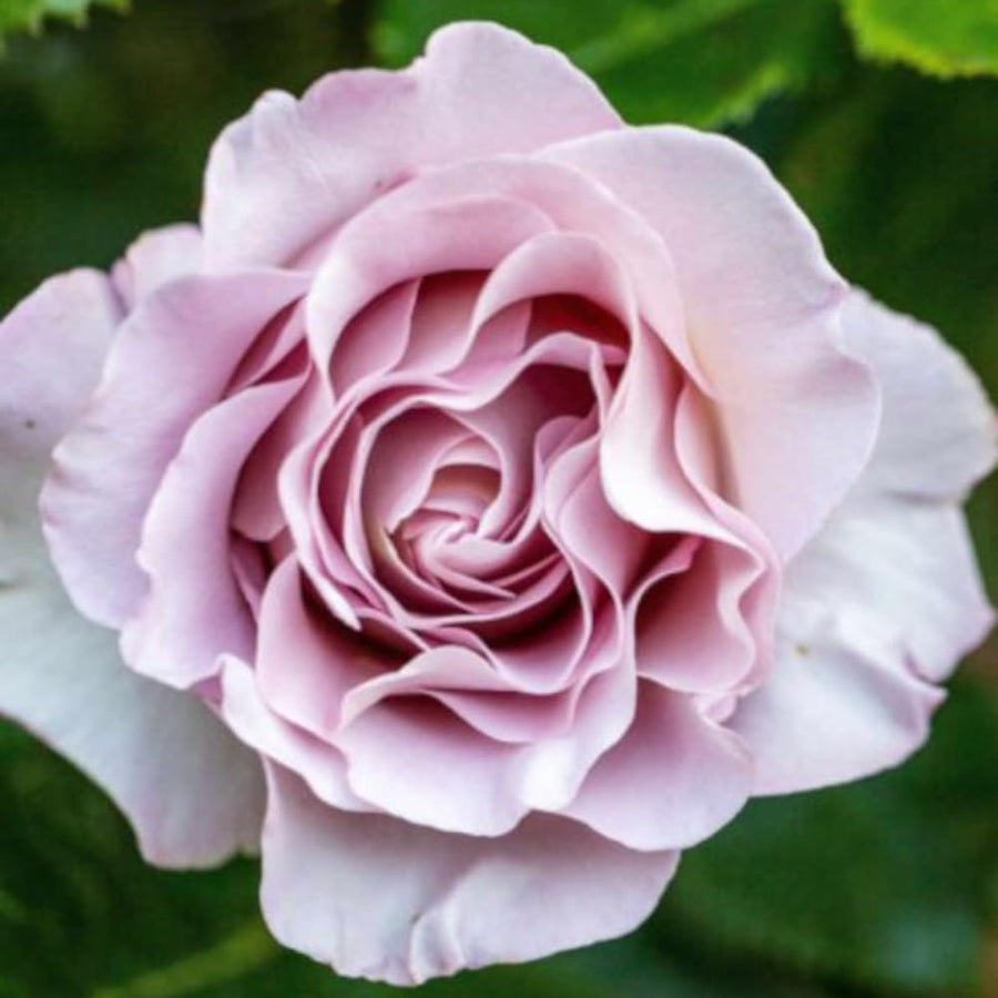 Light Purple Rose Bush Live Plant, Climbing Rose Plant Live Shrub - Bareroot with Soil 7-10 Inch Tall - Fragrant Rose Flowers Heirloom Rose Shrub