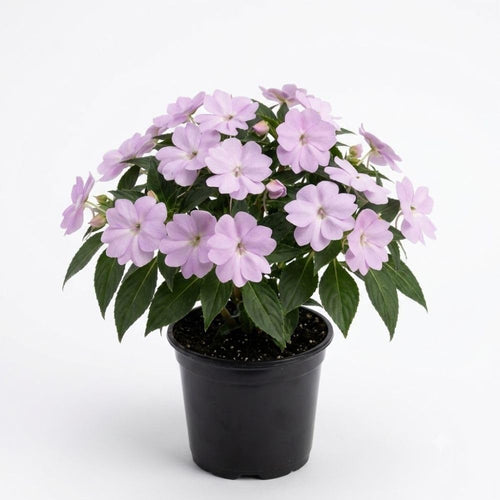 Light Purple Impatiens Live Plant in 4-Inch Pot, Impatiens Plant 3-5 Inch Tall, Flowering Annual for Gardens and Containers