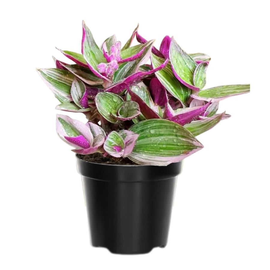 Pink Wandering Jew Live Plant, Tradescantia Nanouk Live Houseplant, Rare Nanouk Pink Wandering Jew Live Plants Indoor (6 Inch Pot)