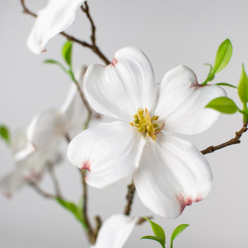 White Dogwood Tree Shrub Bush Dormant, 12 Inc Bare Root Dogwood Trees Live Plants for Outside, Flowering Dogwood for Outdoor Planting