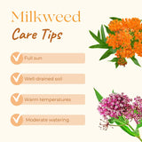2 Mikweed Live Plants, Asclepias Tuberosa Perennial Flowers Plants, Tropical Butterfly Milkweeds 4-8 Inch for Outdoor Garden (Red)