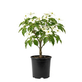 Dogwood Tree Live Plant in Quart Pot, Flowering Dogwood Tree for Outdoor Garden, Ornamental Tree for Landscape, Yard or Garden Planting