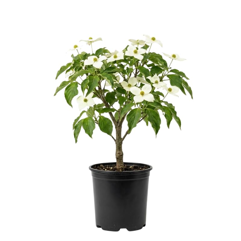 Dogwood Tree Live Plant in Quart Pot, Flowering Dogwood Tree for Outdoor Garden, Ornamental Tree for Landscape, Yard or Garden Planting