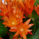 Easter Cactus Plants Live, Easter Cactus - 4 to 6 Inch Tall Houseplant Succulent Cactus Flower Plants, No Pot (Orange Flowers)