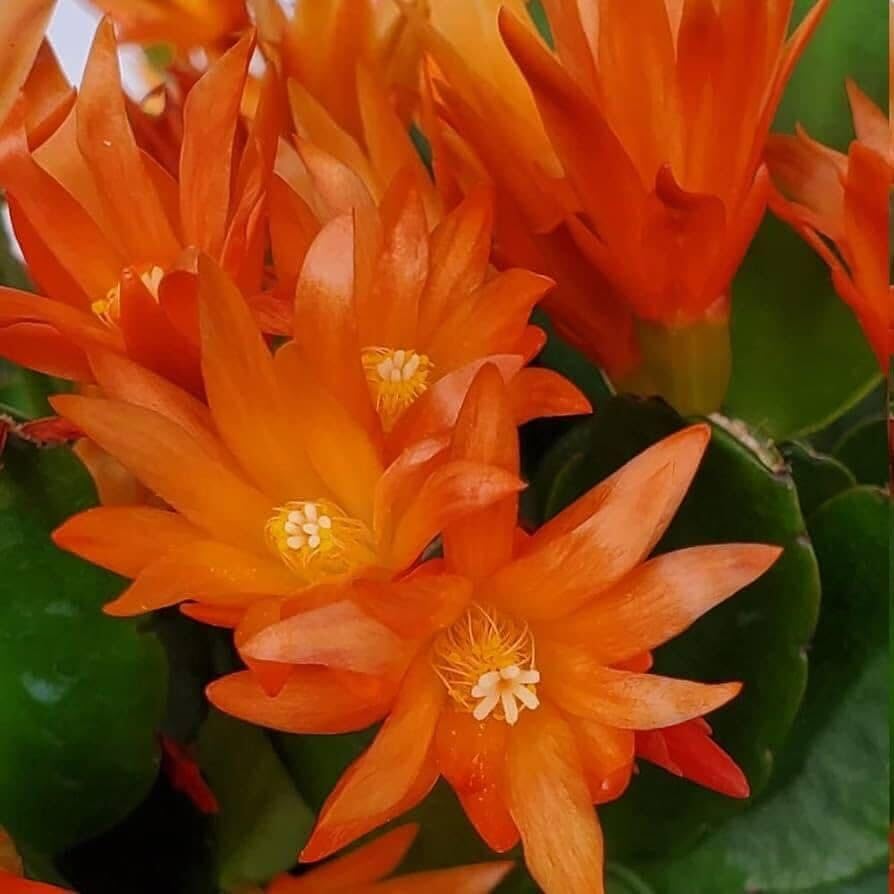 Easter Cactus Plants Live, Easter Cactus - 4 to 6 Inch Tall Houseplant Succulent Cactus Flower Plants, No Pot (Orange Flowers)