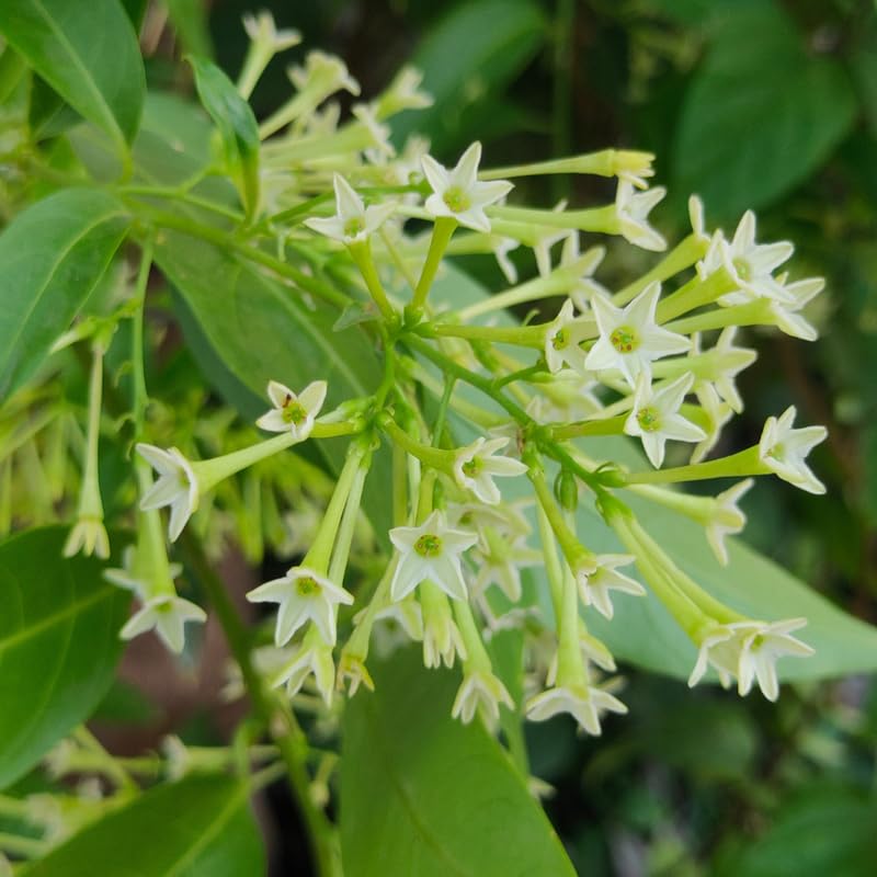 Night Blooming Jasmine Plant, Fragrant Jasmine Live Plant 5-9 Inches Tall