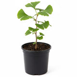Ginkgo Tree Plant, 4 Inch Pot Hardy Ginkgo Tree Live Plant for Outdoor Garden, 6-10 Inches Tall, Vibrant Fall Foliage Tree Plant
