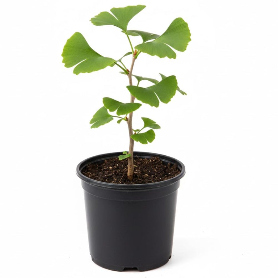 Ginkgo Tree Plant, 4 Inch Pot Hardy Ginkgo Tree Live Plant for Outdoor Garden, 6-10 Inches Tall, Vibrant Fall Foliage Tree Plant