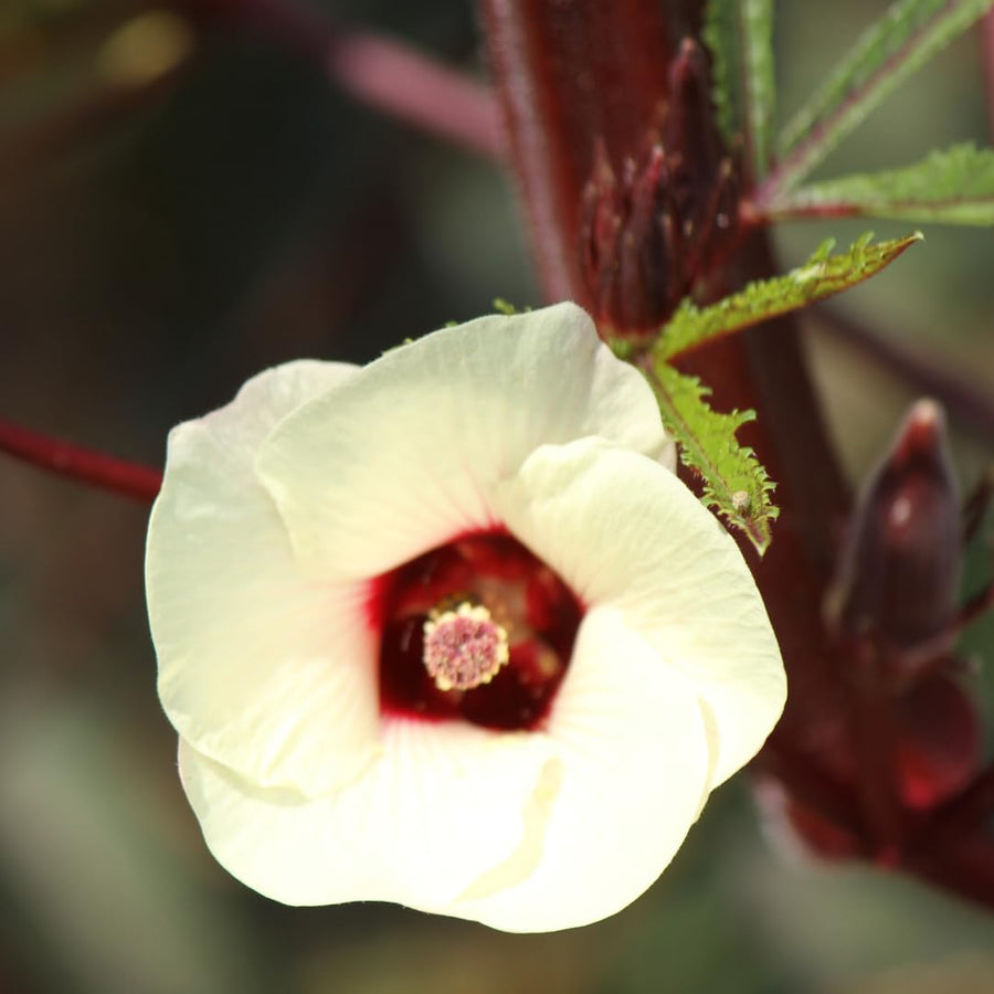 9 Months Old Sabdariffa Red Roselle Hibiscus Live Plant, 8–12" Tall in Half Gallon Pot, Red Sorrel Jamaica Tree, Ready to Grow Spring