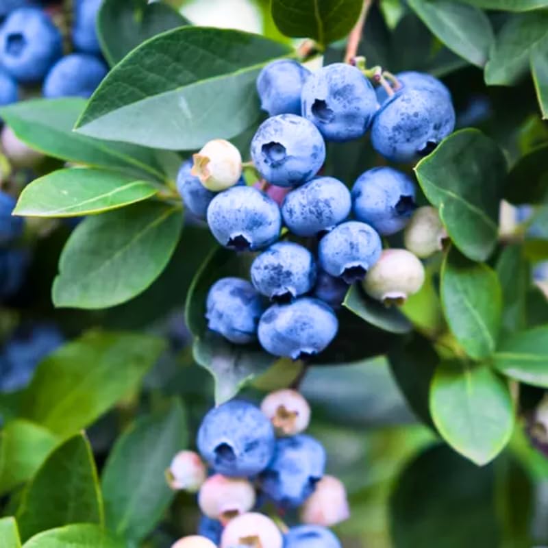 3 Blueberry Plants Live for Planting Outdoor, Blueberry Bushes Live Plant 1 Year Old, Blueberry Fruit Trees Live, Highbush Blueberry Plants, 5-10" Tall, No Pot (Biloxi Blueberry)