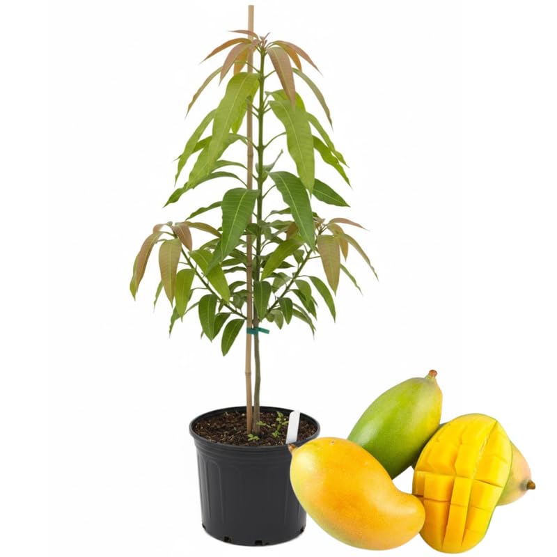 Grafted Mango Tree Live, 2 Feet Tall, Tropical Pride Mango Fruit Tree for Outdoor Planting