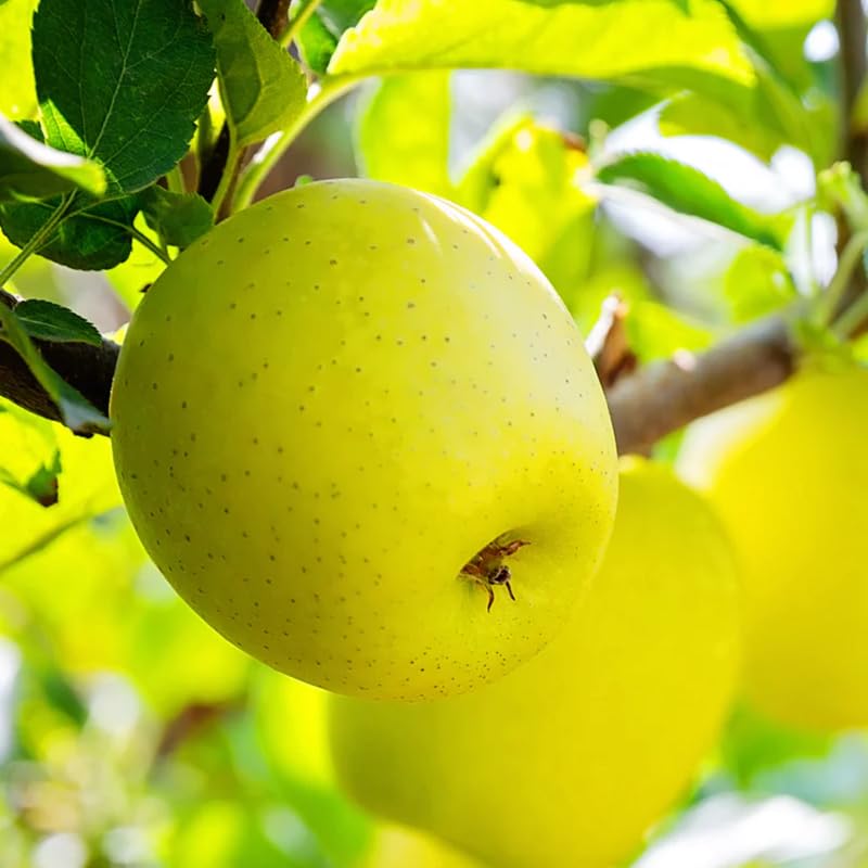 Yellow Apple Tree Live Plant, 2 Feet Tall, Sweet Apple Plant Live for Planting, Live Apple Tree Plant, Golden Apple Fruit Tree, Bareroot