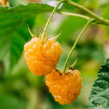 1 Anne Raspberry Plant Live for Planting, Anne Raspberry Bushes Live Plant Potted, Raspberry Fruit Tree 16-22 Inch Tall