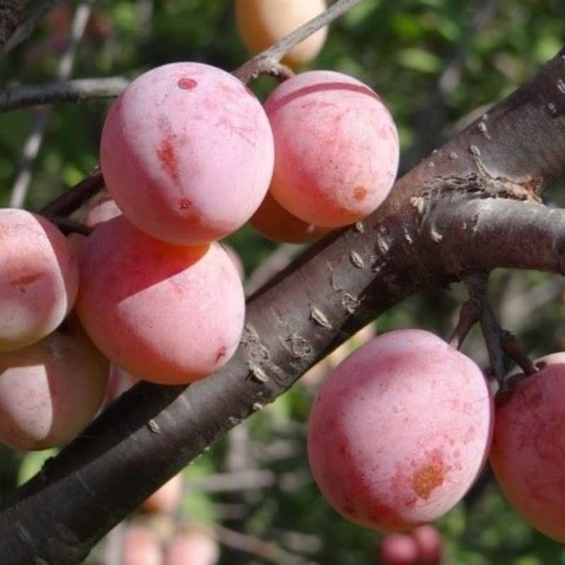 Pack 2 American Plum Trees Live Plants, 18-24 Inch Tall, Bareroots, Chickasaw Plum Plant Live for Planting, Red Plum Tree Plant