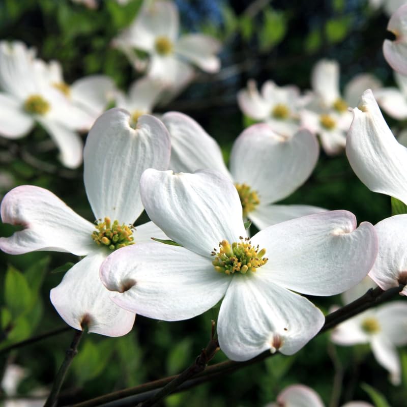 White Dogwood Tree Live Plant for Planting, 8-14" Tall, in Quart Pot, White Dogwood Live Plant Dogwood Bush, Dogwood Plant Live to Grow Outdoors