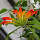 2 Curly Lipstick Vine Plant, Red Lipstick Plants Live, 4 Inches Pot for Growing