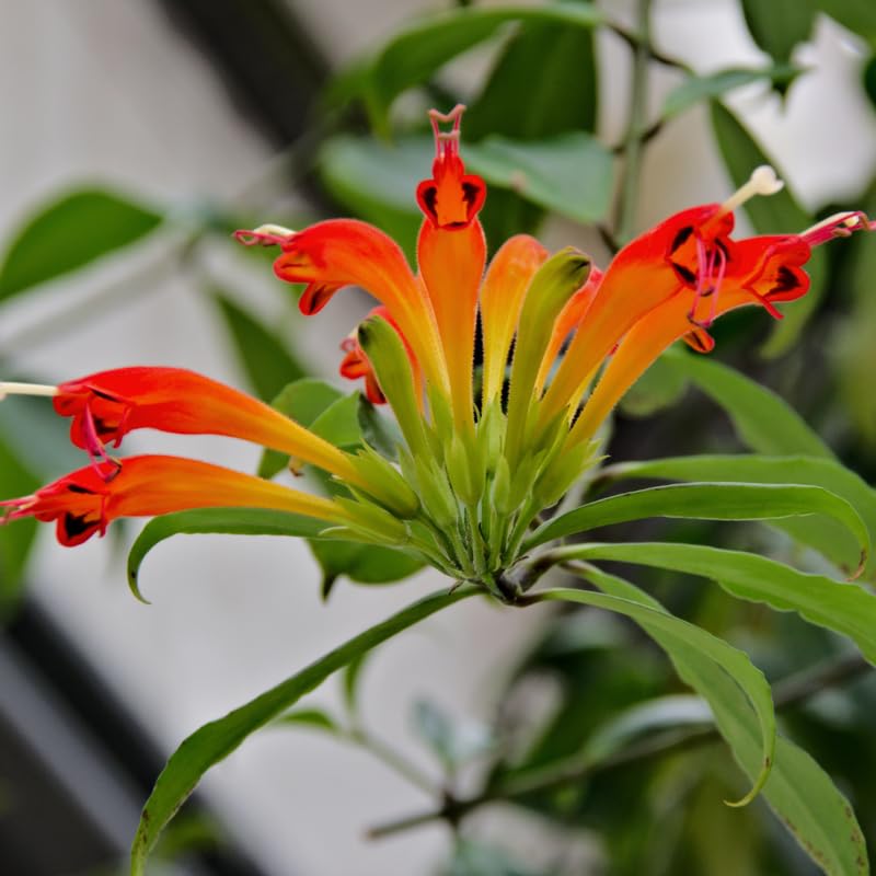 2 Curly Lipstick Vine Plant, Red Lipstick Plants Live, 4 Inches Pot for Growing