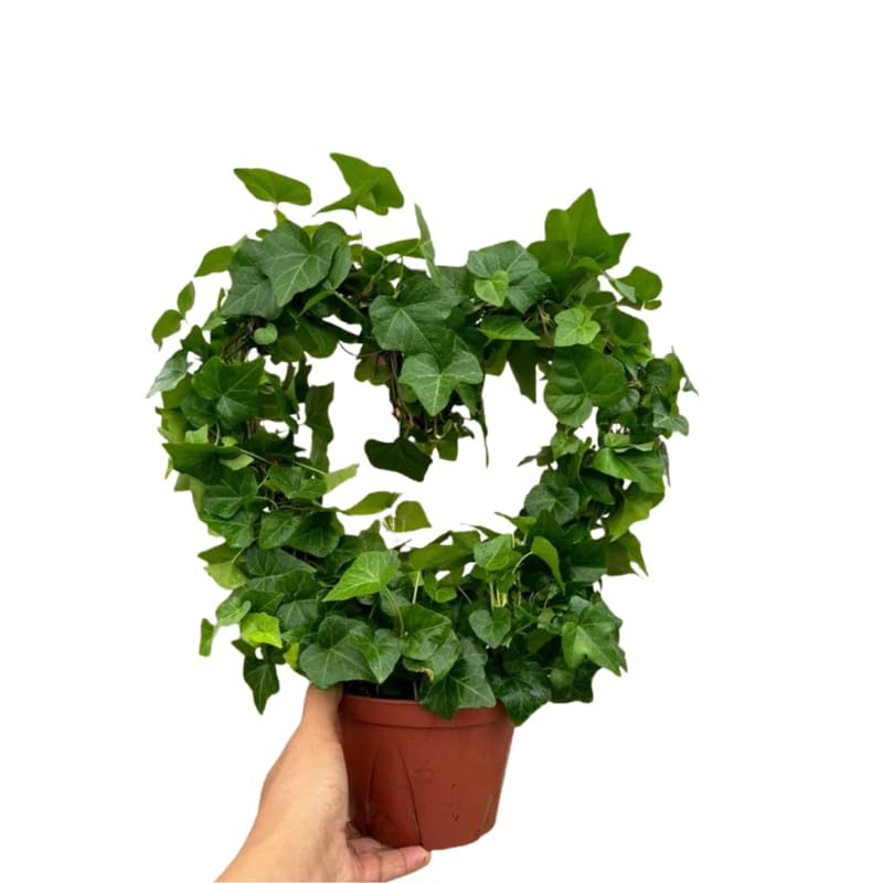 English Ivy Live Plants in 4'' Pot, Hardy Ivy Vine Plant for Trellis, Ground Cover, Live Indoor Houseplants