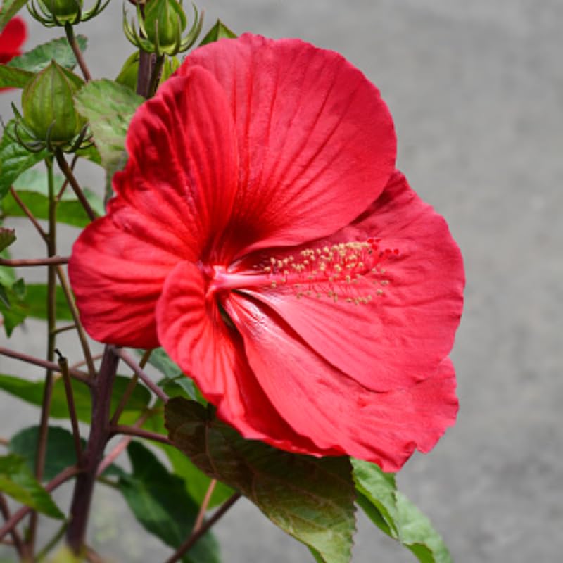 Red Hibiscus Plant Live, Hardy Hibiscus Flowers for Outdoor Landscapes, 5-9 Inch Height, Ornamental Hibiscus Bush Shrub, Well-Rooted, No Pot