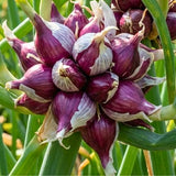 200 Walking Onion Seeds for Planting, Hardy Perennial Vegetable Egyptian Walking Onion Seeds for Indoor Outdoor Garden and Patio Growing
