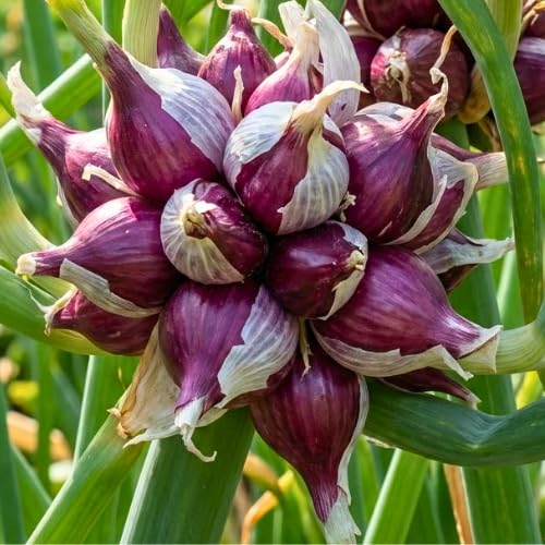 200 Walking Onion Seeds for Planting, Hardy Perennial Vegetable Egyptian Walking Onion Seeds for Indoor Outdoor Garden and Patio Growing