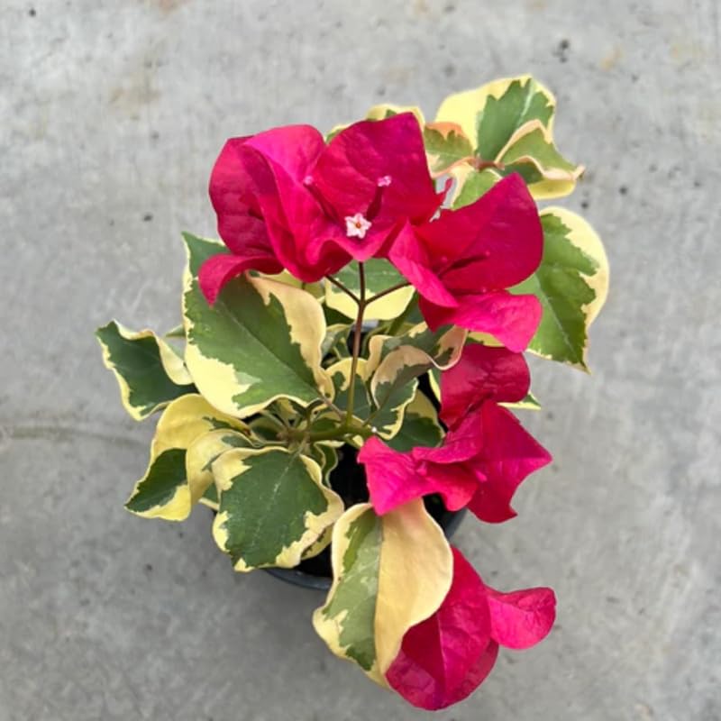 2 Trailing Bougainvillea Plants Live, Hardy Flowering Bougainvillea Plants for Hanging Basket, Container Growing, 4-8 Inches Tall (Raspberry Ice)