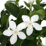 Set 2 Snow Jasmine Plants Live, Jasmine Starter Plugs 3-5 Inches, Fragrant Jasmines Trailing Vine for Garden or Container