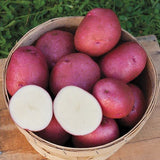 Red Potato Seeds for Planting, Seed Potatoes for Planting, 2 Pounds, Heirloom, Vegetable Plants Growing Easy to Plant, Potato Tuber Bulbs