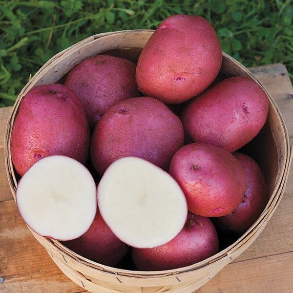 2 Pounds Red Potato Seed Potatoes Bulbs for Planting, Heirloom, High Yields Potato Seeds Live Tuber, Vegetable Plants Gardening