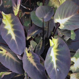 2 Alocasia Live Plants, Live Alocasia Plants Indoor, 3 to 5 Inches, Colocasia Plant, Elephant Ear Esculenta Taro Colocasia Plant House Plant (Tropical)