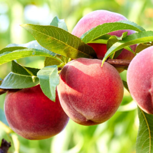 1 Gallon Red Color Peach Tree Live Plant, 12 to 16 Inches in Tall, 9 Months Old Plants, Dormant, No CA