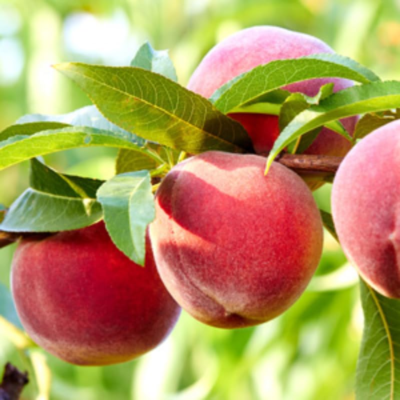 Red Yellow Peach Tree Live Plant, 1 Year Old Seedling, 7 to 14 Inches in Tall, Winter Hardy and Dormant, No CA