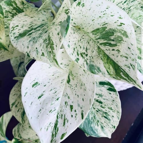 Variegated Green Yellow Pothos Live Plant, 4-6" Tall Hanging Houseplant, Pothos Plant for Indoor Outdoors Garden, Live Houseplants Without Pot