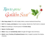 5 Goldenseal Roots for Planting, Golden Seal Live Roots Herb Perennial Plant, Hardy Shade Garden Woodland Spring for Outdoor Growing Zones 3–8