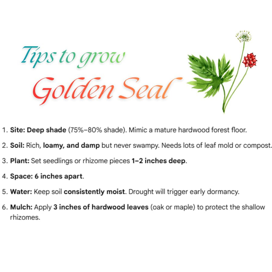 5 Goldenseal Roots for Planting, Golden Seal Live Roots Herb Perennial Plant, Hardy Shade Garden Woodland Spring for Outdoor Growing Zones 3–8