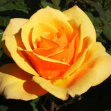 Orange Rose Plant Live for Indoor Outdoor Planting, About Rose Bush Live Plant Roses Shrub, Fragrant Rose Flowers Tree Plant